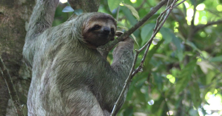 Three-toed Sloth