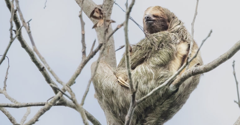 Three-toed sloth