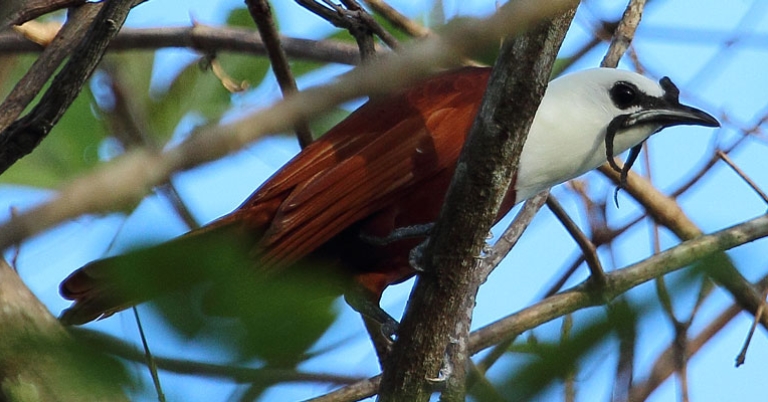 Three-wattled Bellbird