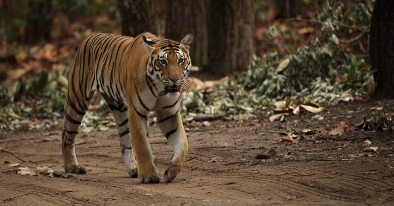 Tiger in Kanha National Park