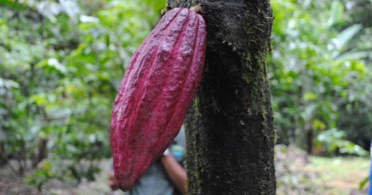 Cacao pod