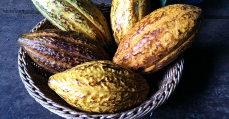 Cacao pods at Tirimbina Biological Reserve