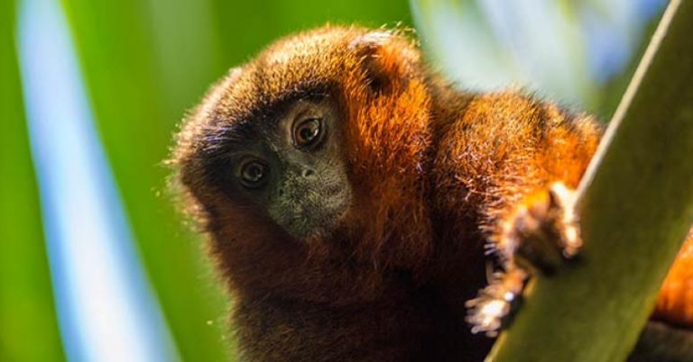 Titi Monkey, Peru