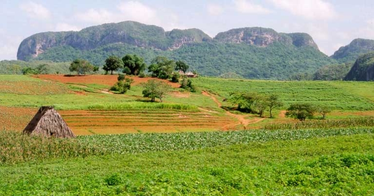 Tobacco field in Viñales
