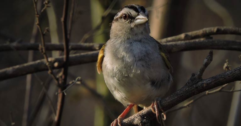 Tocuyo Sparrow