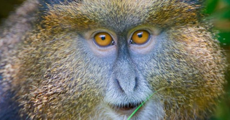 Golden monkeys depend heavily on bamboo for their habitat and food source