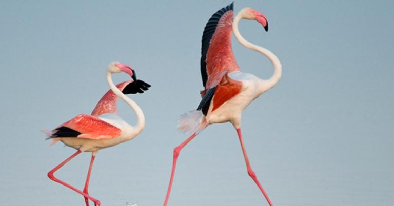 Flamingoes