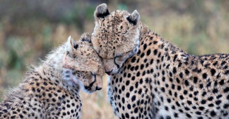 Cheetahs