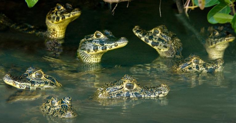 Todd Gustafson, Gustafson Photo Safari Baby caimans, Brazilian Pantanal