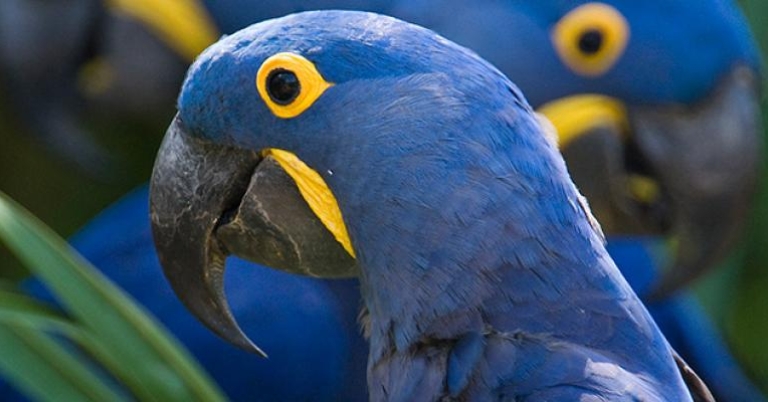 Todd Gustafson, Gustafson Photo Safari Hyacinth Macaw, Brazilian Pantanal