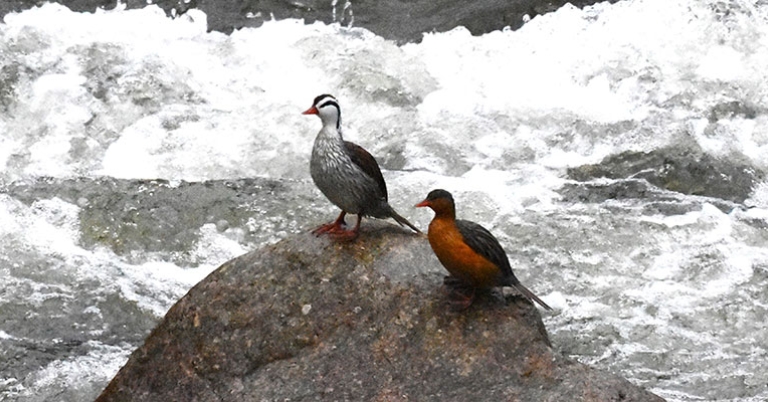 Torrent Ducks