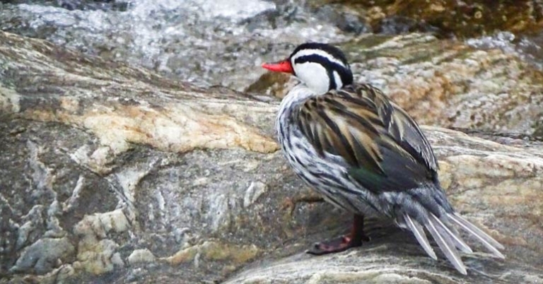 Torrent Duck