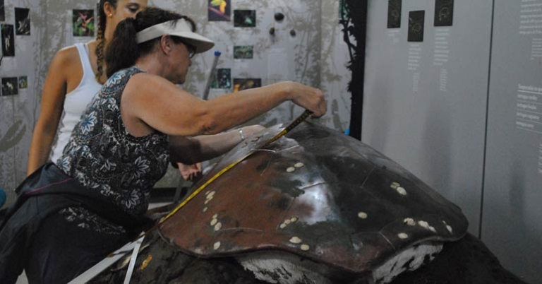 Sea Turtle Conservancy Visitor Center