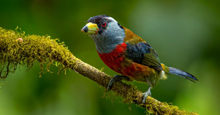 Toucan Barbet