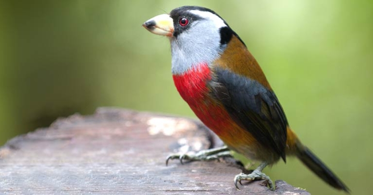 Toucan Barbet