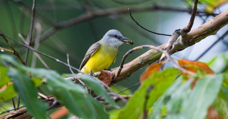 Tropical Kingbird