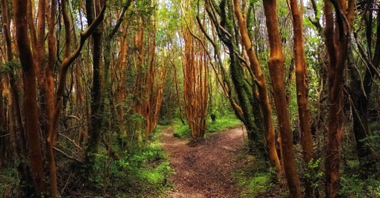 Valdiviana Coastal Reserve