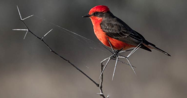 Vermilion Flycatcher