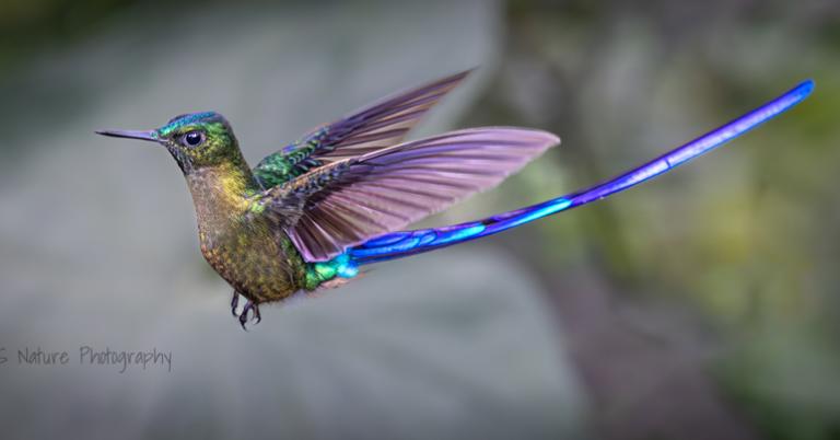 Violet-tailed Sylph
