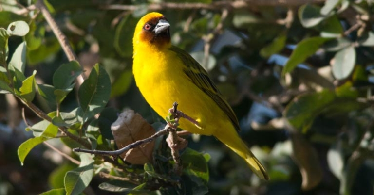 Vitelline Masked-Weaver
