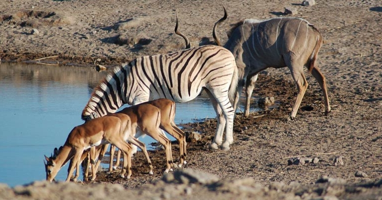 Watering hole at Etosha National Park