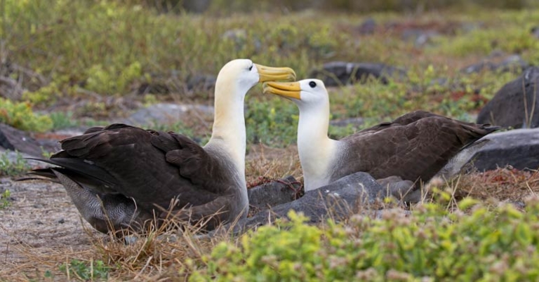 Waved Albatross pair