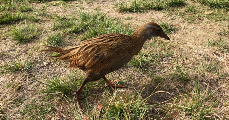 Weka