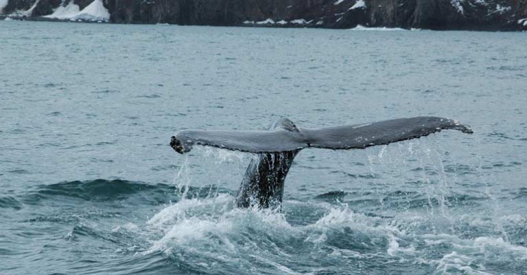 Whale watching in Húsavík