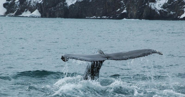 Whale watching in Iceland
