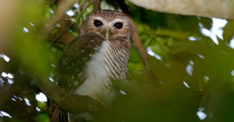 White-browed Hawk-Owl