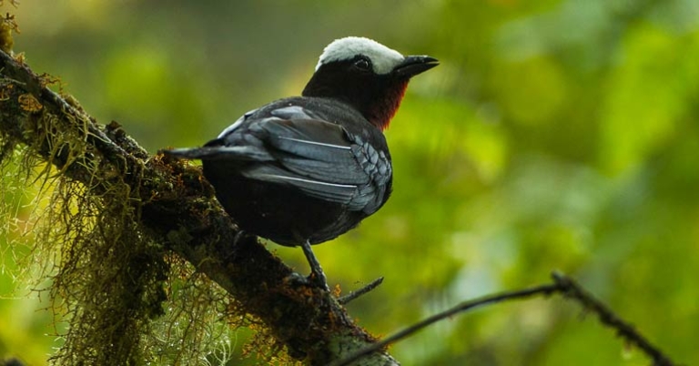White-capped Tanager