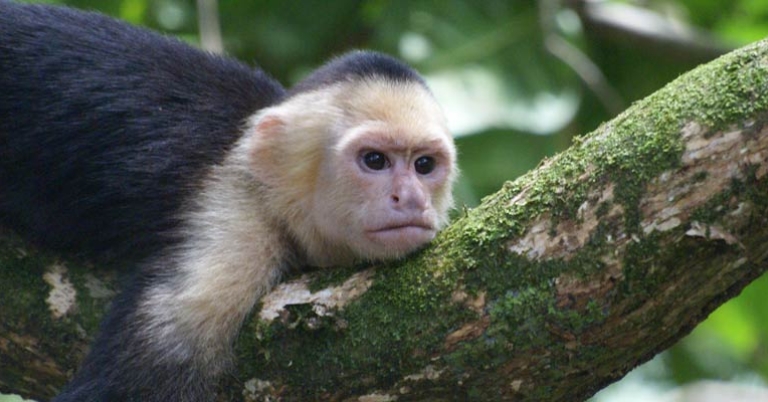 White-faced capuchin