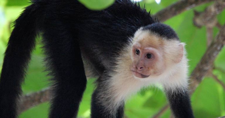 White-faced Capuchin Monkey