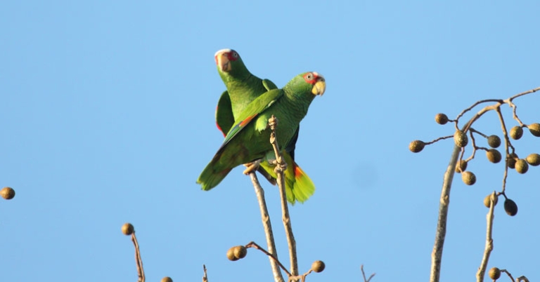 White-fronted Parrots