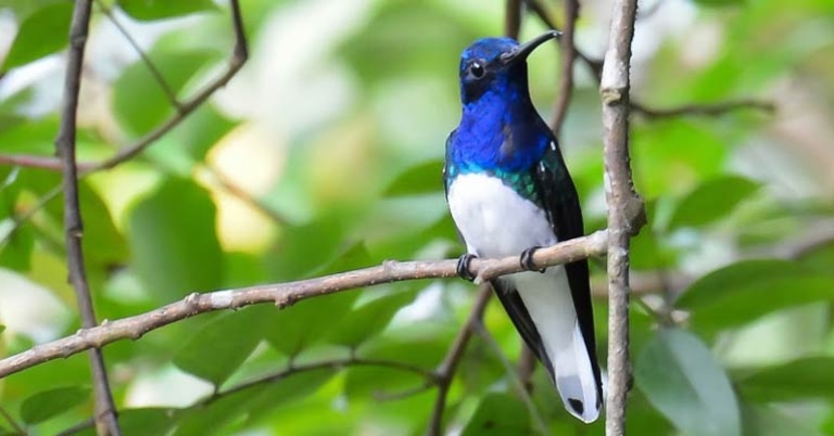 White-necked Jacobin
