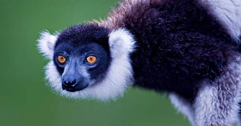 White-ruffed lemur near Andasibe