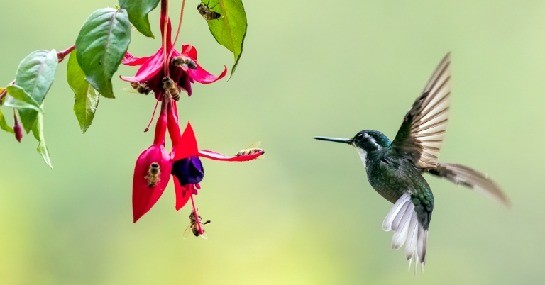 White-throated Mountain-gem