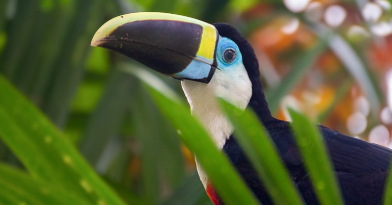 White-throated Toucan