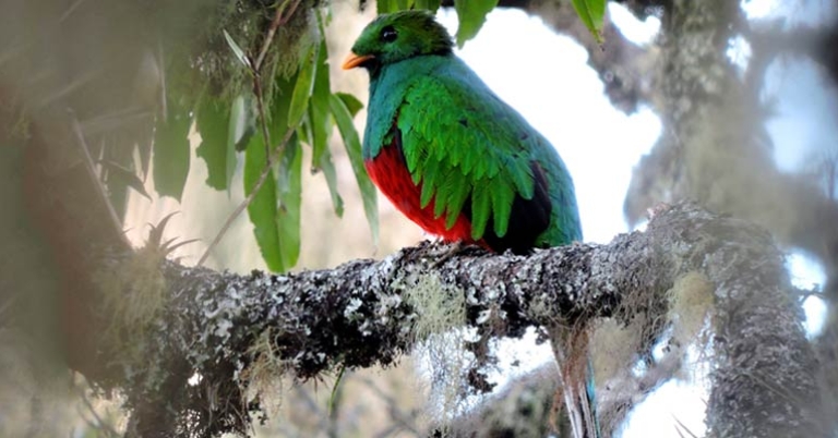  White-tipped Quetzal 