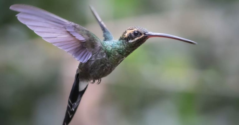 White-whiskered Hermit