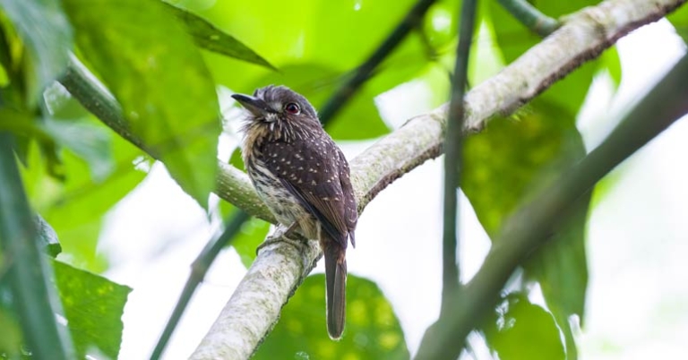 White-whiskered Puffbird