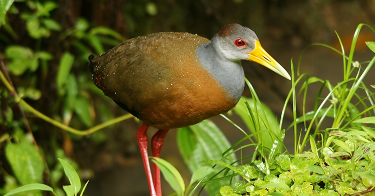 Russet-naped Wood-Rail
