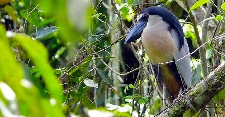 Boat-billed Heron (Cochlearius cochlearius) 
