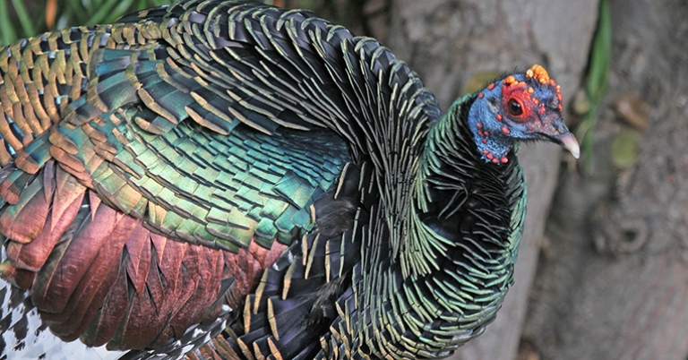 Ocellated Turkey 