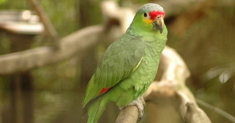 Red-lored Parrot (Amazona autumnalis) 
