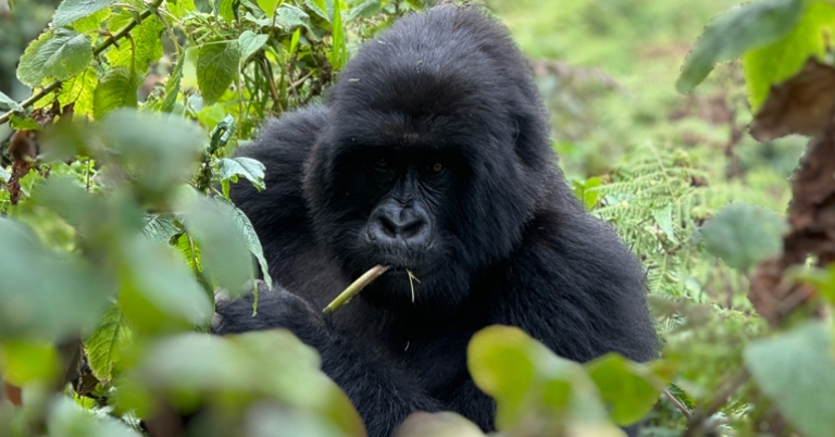 Wild Mountain Gorilla