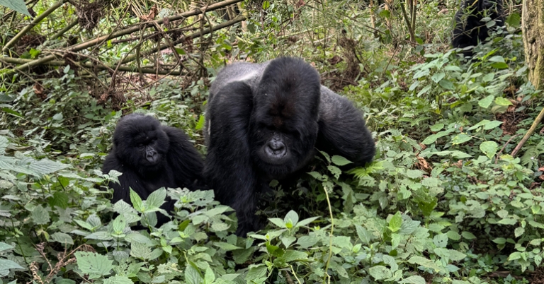 Wild Mountain Gorillas
