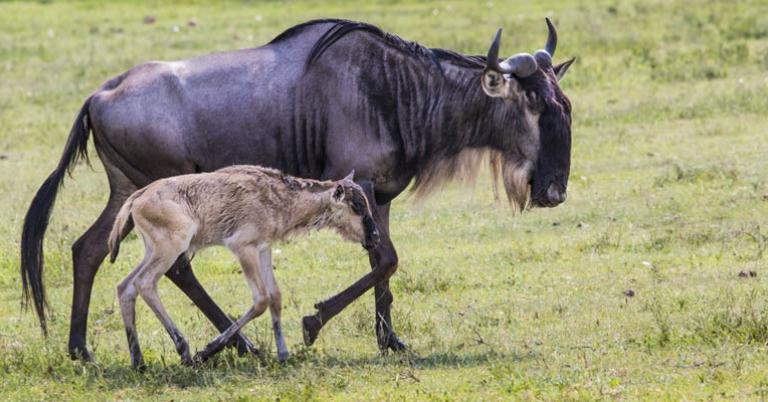 Wildebeest with calf