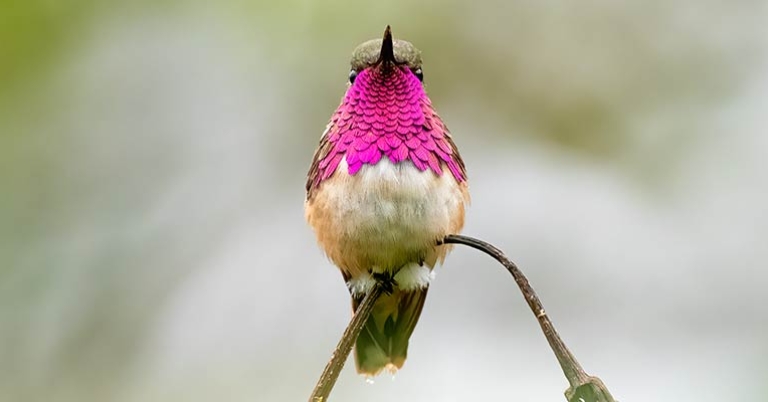 Wine-throated Hummingbird