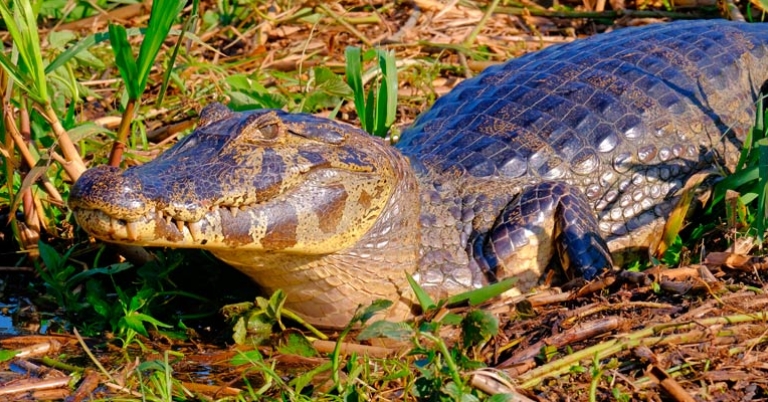 Yacaré caiman